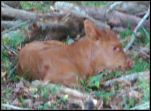 Green Hills Gelbvieh Calf