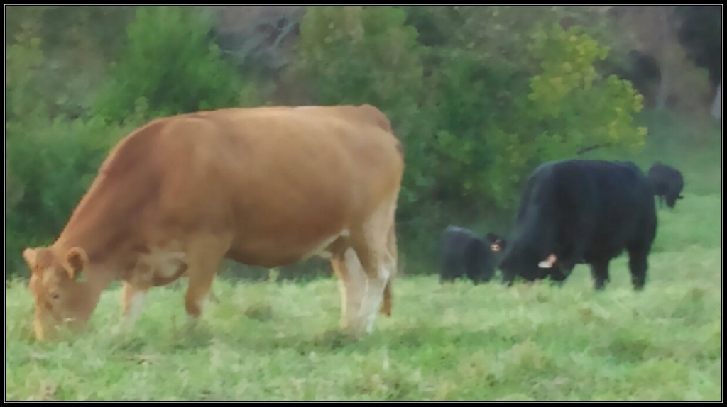 Green Hills Gelbvieh cows